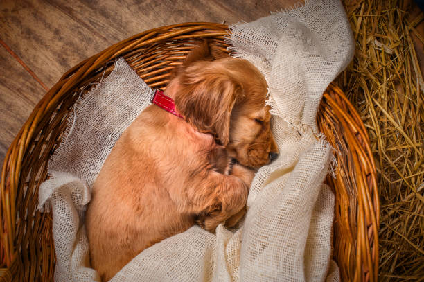 istock English cocker spaniel dog sleeping in a basket 914613386
