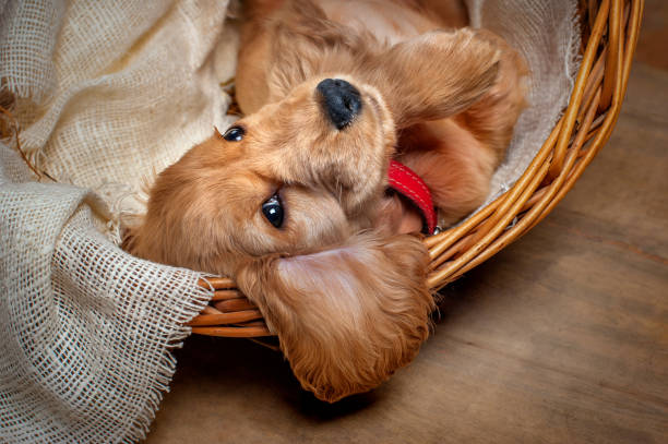 istock English cocker spaniel dog in a basket 914613432