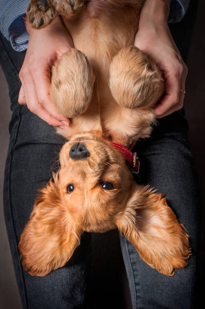 istock English cocker spaniel dog lying on hands 914613492