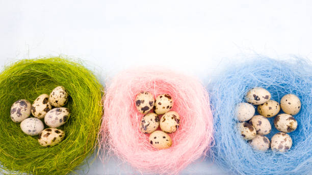 quail easter eggs in green, pink and blue nest on pastel background. close up. - easter remote blue cute imagens e fotografias de stock