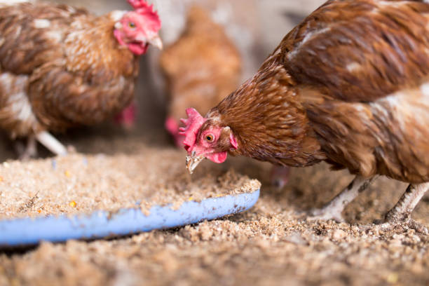 istock red chicken on a farm in nature 914617472
