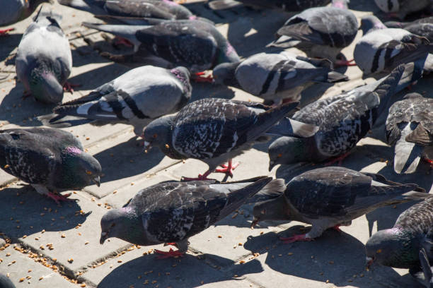 istock Lonely birds by live in urban environment 914617766