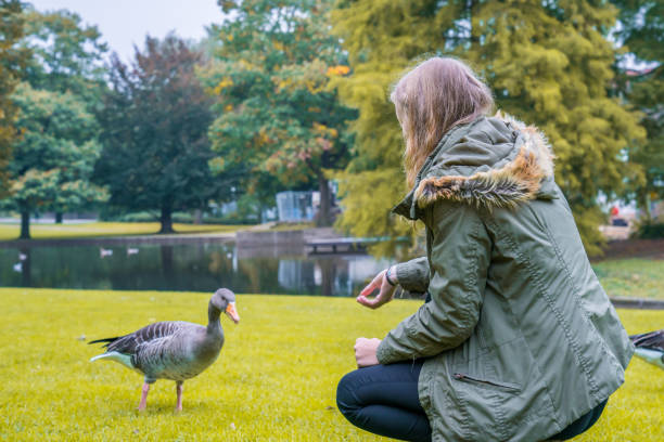 istock Woman feeds a goose in a park 914620144