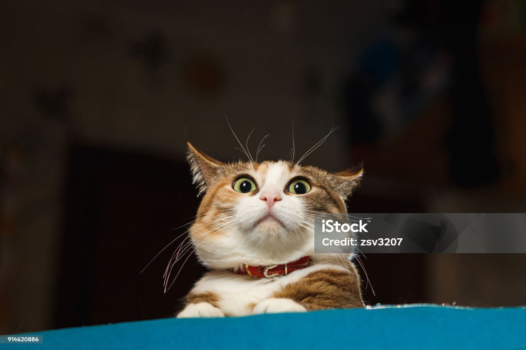 Bel gatto zenzero punse le orecchie nell'allarme - Foto stock royalty-free di Gatto domestico