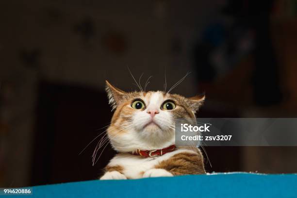 Pretty Ginger Cat Pricked Up Ears In The Alert Stock Photo - Download Image Now - Domestic Cat, Humor, Surprise
