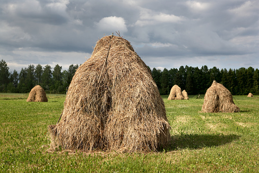 Haystacks in Vidzeme, Latvia