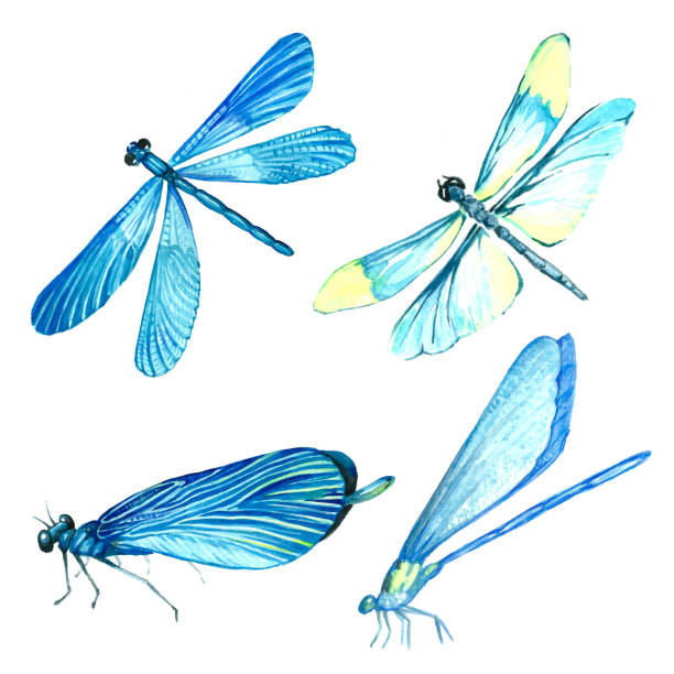 istock Watercolor collection of blue dragonfly illustrations. 914622422