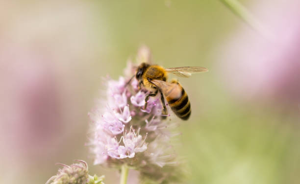 istock bee on a flower in nature 914625808