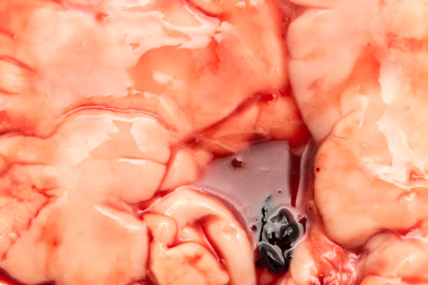 istock in the blood of fish guts as background 914628406