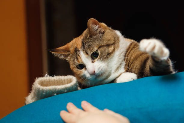 istock Funny angry cat. Orange cat playing with human hand on the blue pillow 914628690