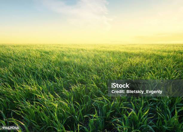 Rasen Sie Auf Dem Feld Bei Sonnenaufgang Agrarlandschaft Im Sommer Stockfoto und mehr Bilder von Gras