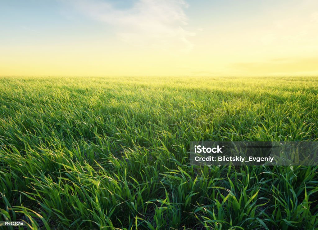 Erba sul campo durante l'alba. Paesaggio agricolo in estate - Foto stock royalty-free di Erba