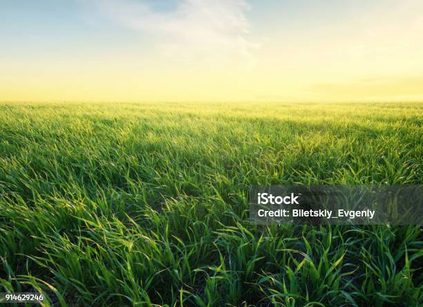 Erba Sul Campo Durante Lalba Paesaggio Agricolo In Estate - Fotografie stock e altre immagini di Erba