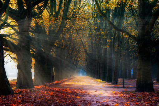 Autumn morning with an alley of plane trees in the park, Szczecin, Poland