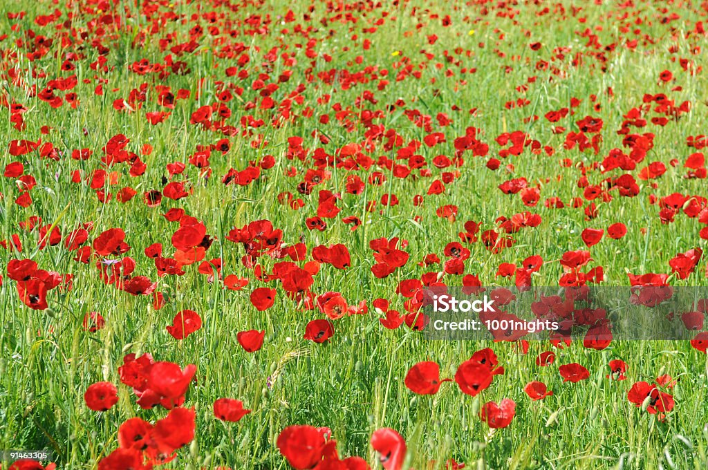 Red poppies in der Natur - Lizenzfrei Baumblüte Stock-Foto
