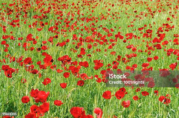 Red Poppies In Der Natur Stockfoto und mehr Bilder von Baumblüte - Baumblüte, Bildhintergrund, Blau