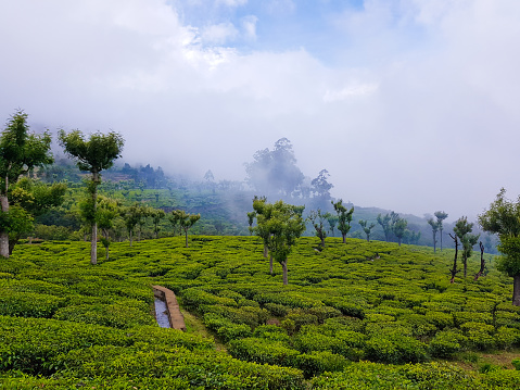 Ooty countryside, Tamil Nadu, India