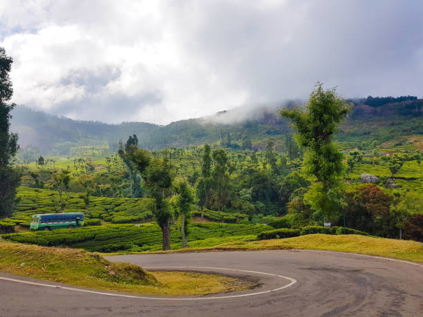 istock Ooty countryside, Tamil Nadu, India 914636484