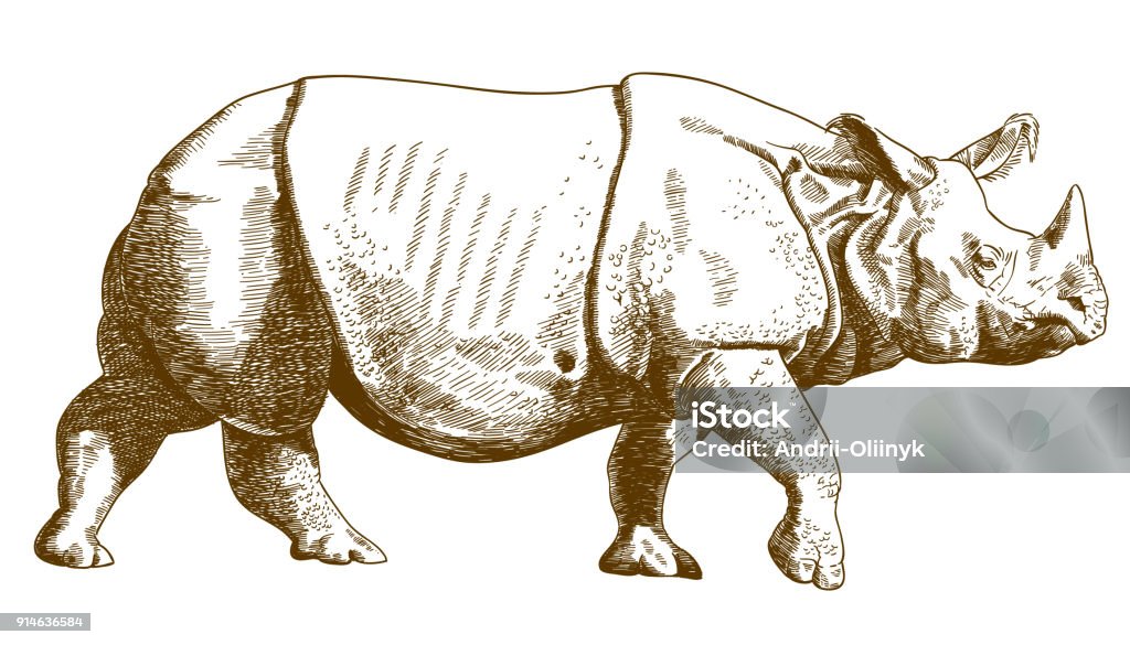 engraving drawing illustration of rhino Vector antique engraving drawing illustration of rhino isolated on white background Rhinoceros stock vector