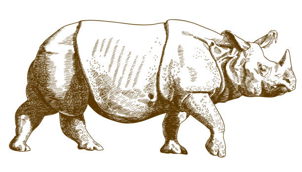 engraving drawing illustration of rhino Vector antique engraving drawing illustration of rhino isolated on white background africa antique old fashioned engraving stock illustrations