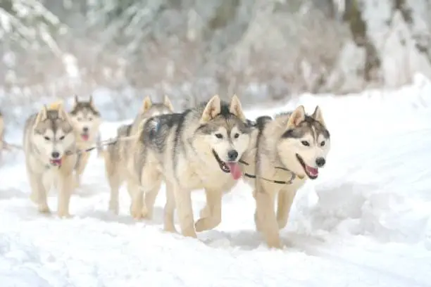 Photo of dogs participating in the Dog Sled Racing Contest