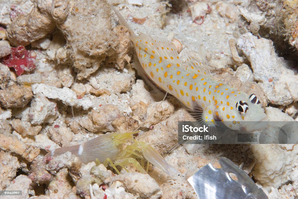 Spotted Shrimpgoby socio (encajando con camarones) y abulón Carcasa de fragmentos - Foto de stock de Pez gobio libre de derechos