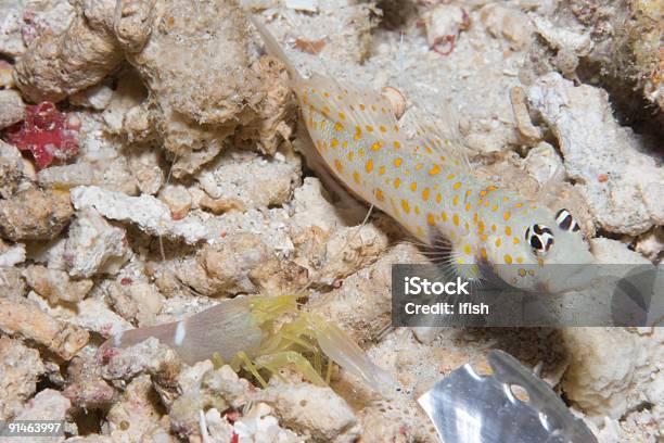 Spotted Shrimpgoby Socio Y Abulón Carcasa De Fragmentos Foto de stock y más banco de imágenes de Pez gobio