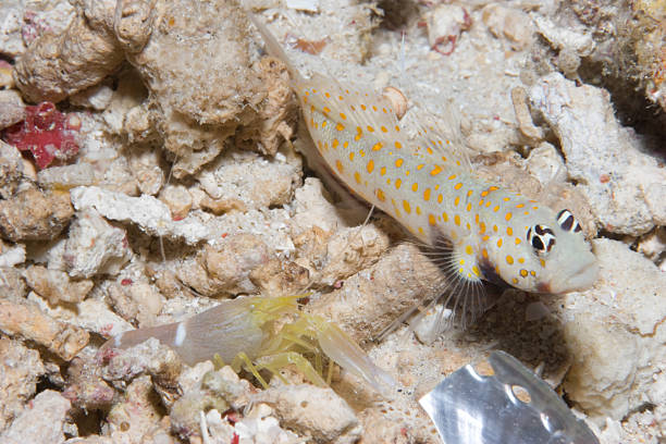 Spotted Shrimpgoby with partner (Snapping Shrimp) and Abalone shell fragment The Spotted Shrimpgoby  Amblyeleotris guttata lives in a symbionic  partnership with a Snapping Shrimp  Alpheus ochrostriatus: shrimp goby stock pictures, royalty-free photos & images