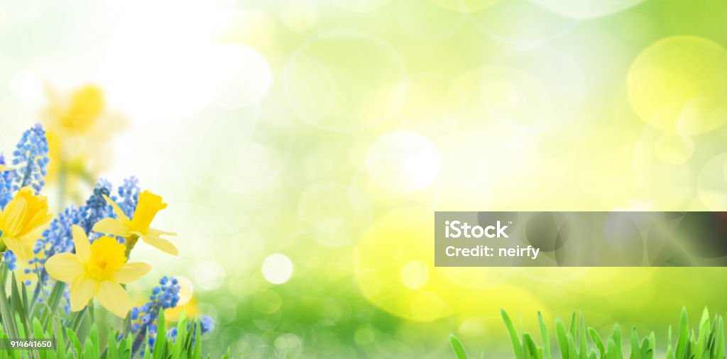 Spring bluebells and daffodils Spring bluebells and daffodils in green garden banner with copy space Springtime Stock Photo