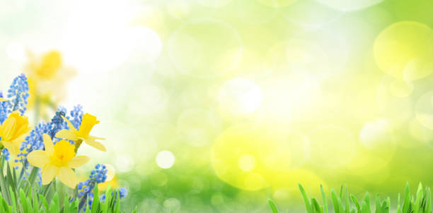 Spring bluebells and daffodils Spring bluebells and daffodils in green garden banner with copy space narcissus mythological character stock pictures, royalty-free photos & images