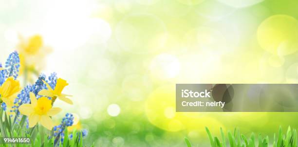 Spring Bluebells And Daffodils Stock Photo - Download Image Now - Springtime, Backgrounds, Flower