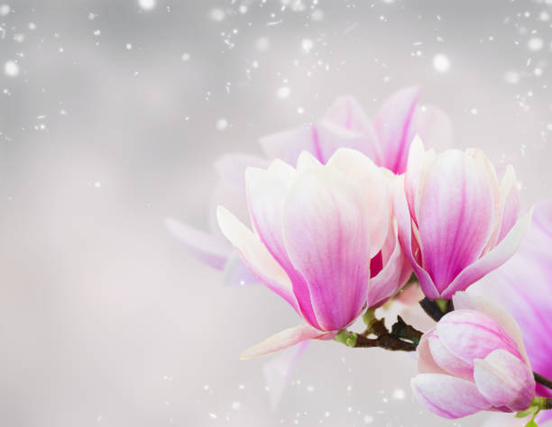 istock Blossoming pink  magnolia Flower 914641930
