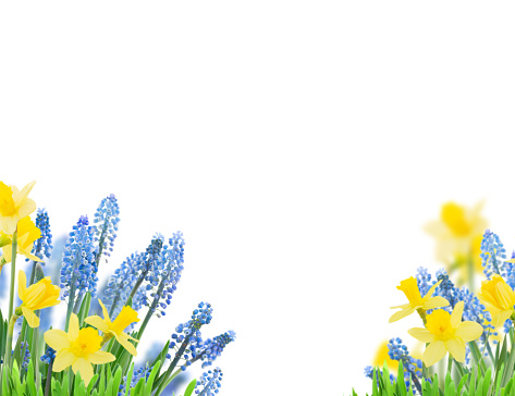 Spring bluebells and daffodils over white background