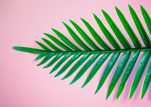 istock Palm leaf on pastel pink background. minimal concept. Flat lay. Top view 914650980