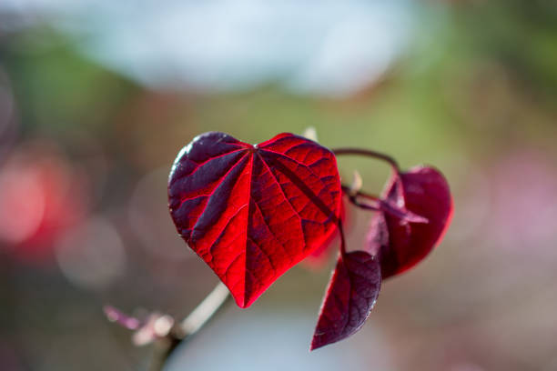 istock Dry leaves as an autumn background 914652262