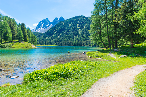 Path across the lake. Wild meadow flowers. Forest landscape in summer. Walk in the canton of Grisons. Switzerland.