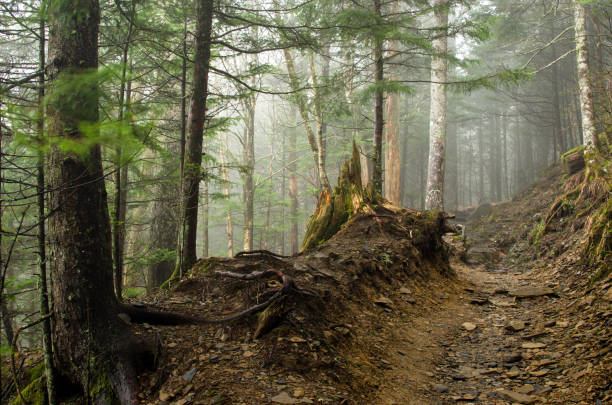 istock Appalachian Trail, Great Smoky Mountains 914652698