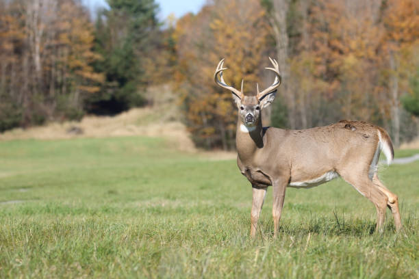 istock male deer in a field 914652856