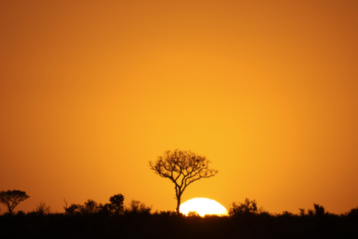 A dramatic African sunrise in South Africa's Kruger National Park