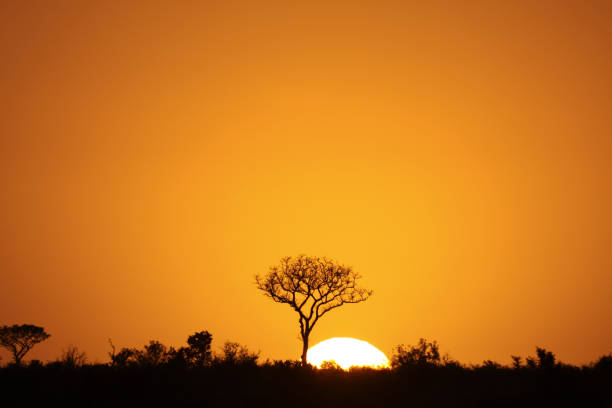 Orange sunrise silhouetting Kruger Park, South Africa A dramatic African sunrise in South Africa's Kruger National Park grassland in morning sunrise stock pictures, royalty-free photos & images