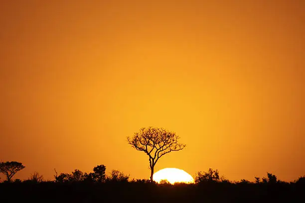 Photo of Orange sunrise silhouetting Kruger Park, South Africa
