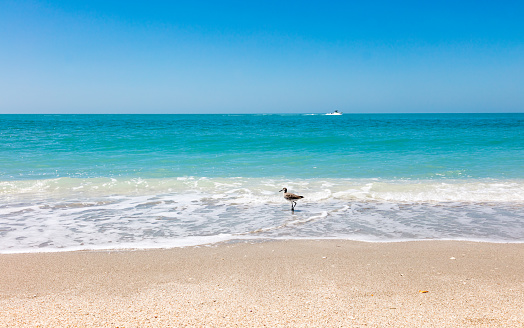 Beach and sand, water and ship, bird and blue sky, Sanibel Island, Florida