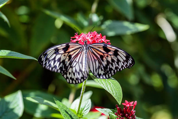 istock Big butterfly, paper kit (idea leuconoe) on red blossom 914659388
