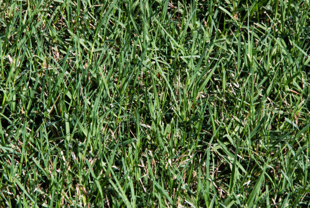 Dicken Bermudagras im Rasen wächst – Foto