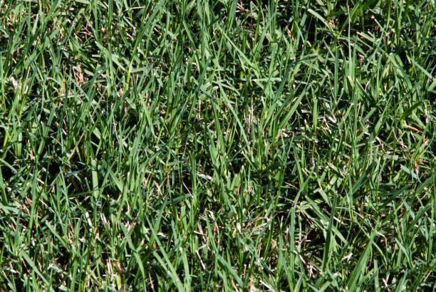 Épaisse Bermuda Grass, de plus en plus dans une pelouse - Photo