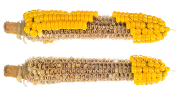 due pannocchie parzialmente vuote. isolato su sfondo bianco - corn on the cob corn cooked boiled foto e immagini stock