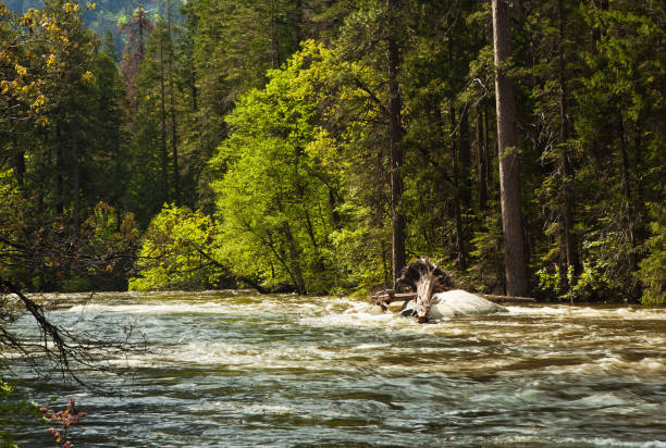 istock River in Yosemite National Park. 914661914
