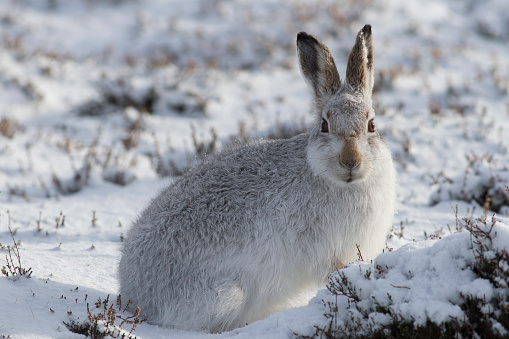Mountain Hare (Lepus timidus) on a snowy hillside in Scotland