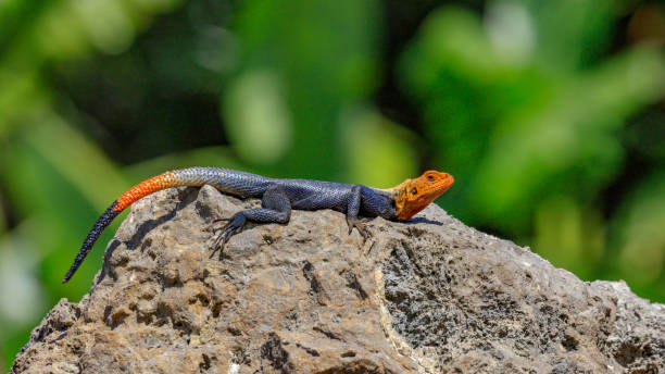 istock Common Agama, Agama agama, mature male portrait from site, Florida 914662474
