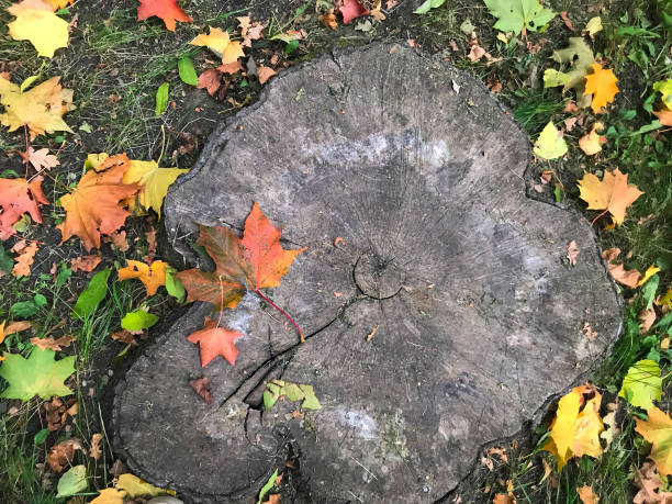 Bright autumn background - an old stump, cut down to the ground and a bunch of colorful leaves. Place for Your text.